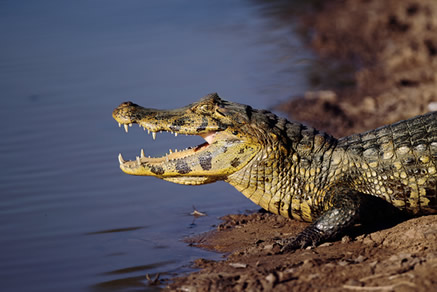 Os jacarés exercem um papel fundamental em relação à regulação da quantidade de peixes no Pantanal. 