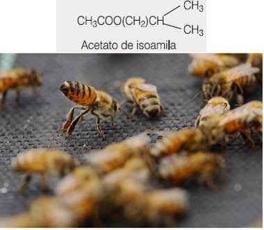 Estrutura do feromônio de alerta da abelha