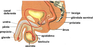 Figura ilustrando as glândulas que compõem o sistema genital masculino