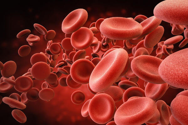 A hemoglobina é um pigmento respiratório presente no interior das hemácias.