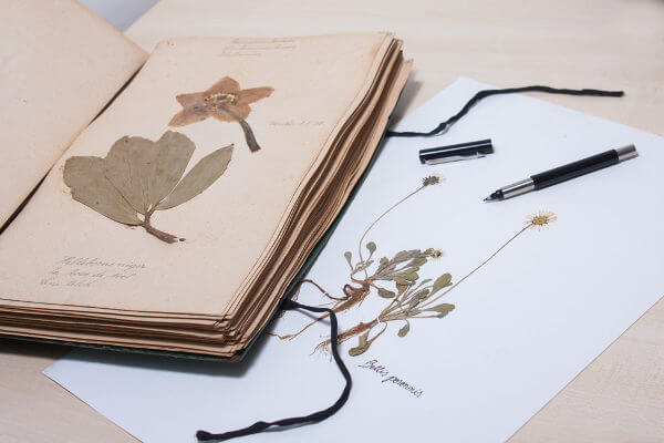 O herbário é um local em que são encontradas plantas secas e preservadas que podem ser usadas para fins educacionais.
