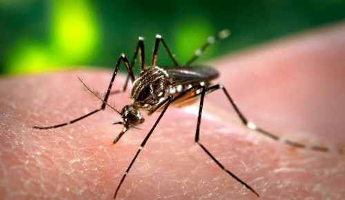 <i>Aedes aegypti</i>, mosquito transmissor da dengue