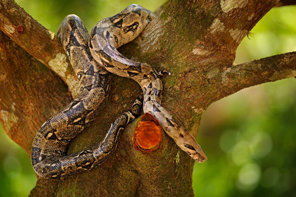 As jiboias são encontradas no solo e também sobre as árvores.