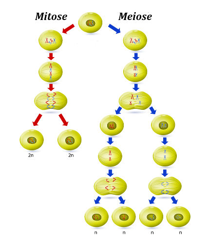 Trabalho de biologia divisão celular