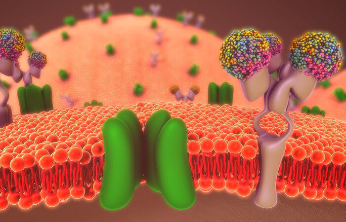 A membrana plasmática é uma estrutura encontrada em todas as células existentes.
