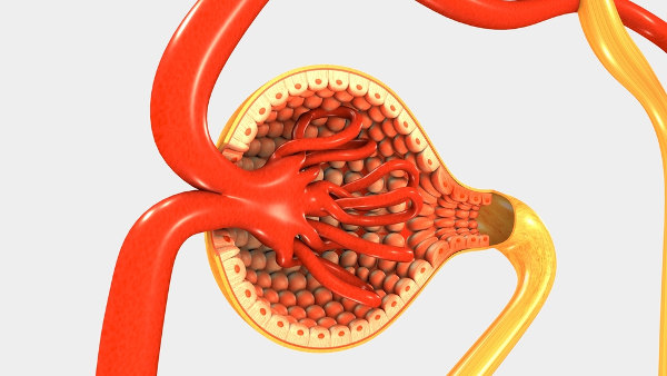 Néfrons estão relacionados à produção de urina