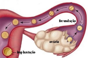 No primeiro mês, ocorre a implantação do embrião no útero (nidação)