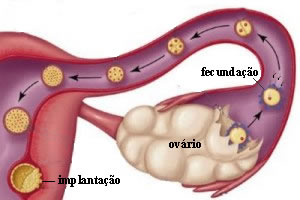 O Que É Nidação? - Quais Os Sintomas E Quando Ocorrem