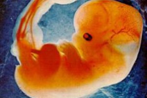 No segundo mês, o zigoto passa a ser considerado embrião.