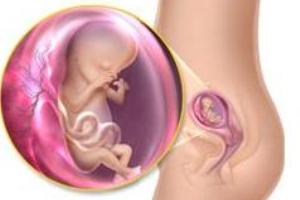 No terceiro mês, o futuro bebê passa a ser considerado feto.