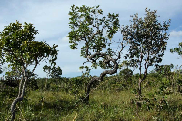 PDF) Fauna e flora do Brasil (especialmente do Mato Grosso