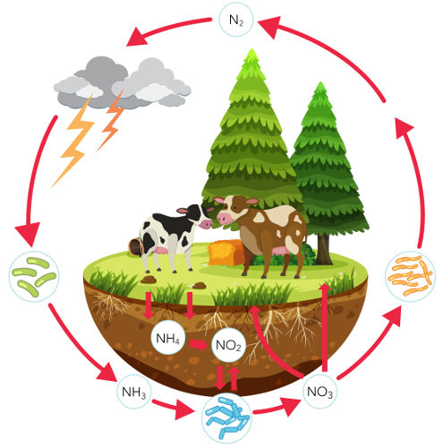 Ecologia, PDF, Nitrogênio