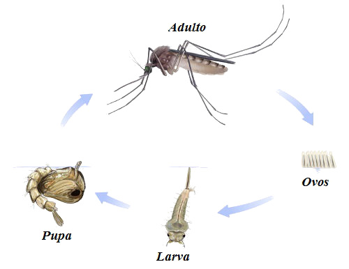 O ciclo de vida do <em>Aedes aegypti </em>apresenta quatro estágios básicos