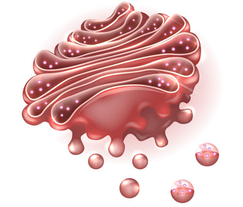 O complexo golgiense relaciona-se com a secreção celular