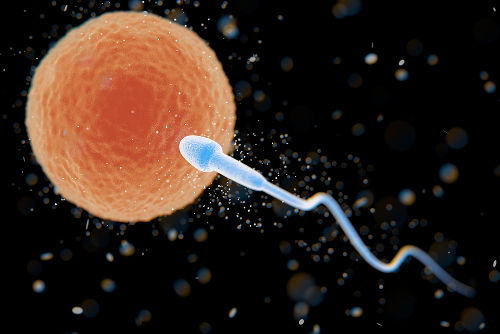 O espermatozoide é a célula masculina responsável pela reprodução