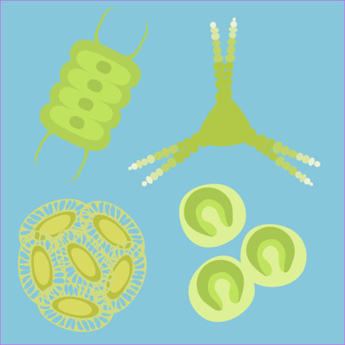 O fitoplâncton é formado por um conjunto de micro-organismos fotossintetizantes