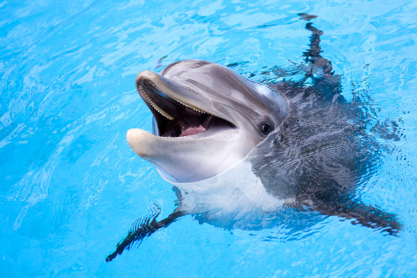 Imagem de um golfinho, animal que pertence ao grupo dos mamíferos.