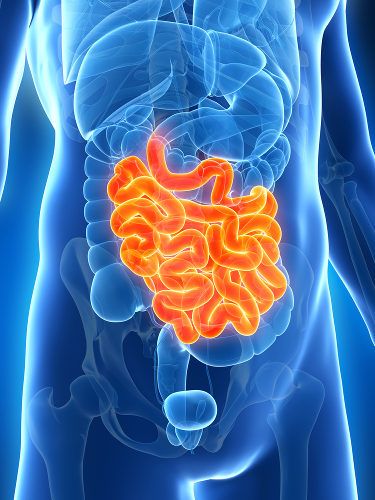 O intestino delgado apresenta três regiões distintas: duodeno, jejuno e íleo