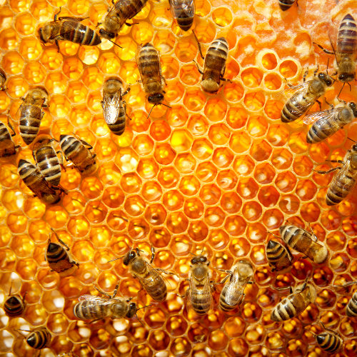 O mel é produzido pelas abelhas a partir, principalmente, do néctar das flores