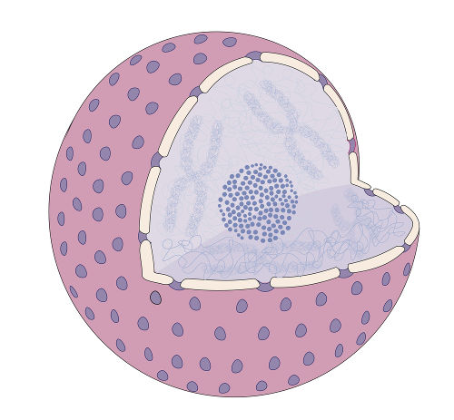 O núcleo é envolto por uma membrana e apresenta em seu interior os cromossomos