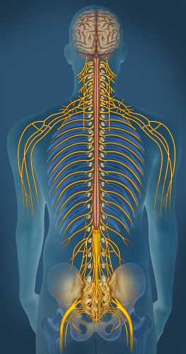 Painel de Anatomia Sistema Nervoso Mapas Escolares