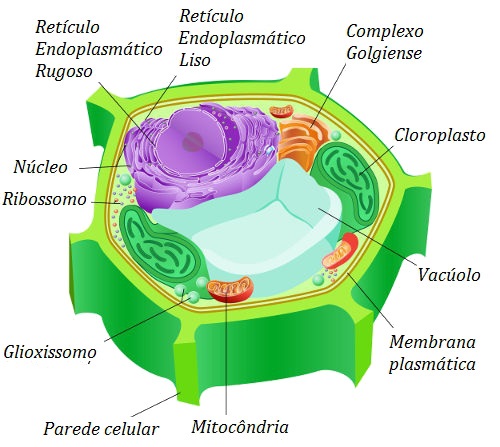 Desenhos esquemáticos da célula eucariótica vegetal