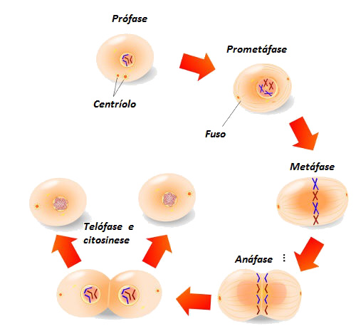 Observe as etapas da mitose, um processo de divisão celular