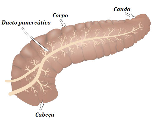 Observe as partes principais do pâncreas, uma importante glândula do corpo humano