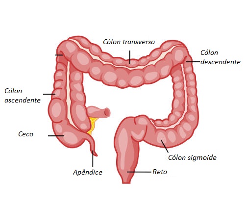 Observe as principais partes do intestino grosso