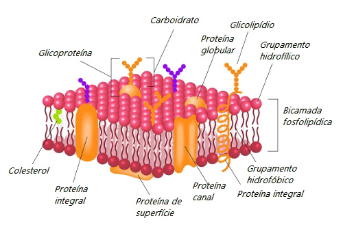 Observe as principais partes da membrana plasmática