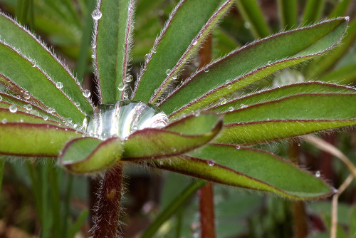 Observe a folha rica em tricomas, estruturas semelhantes a pelos
