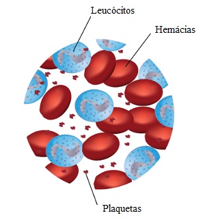 Observe os diferentes tipos celulares que formam o sangue