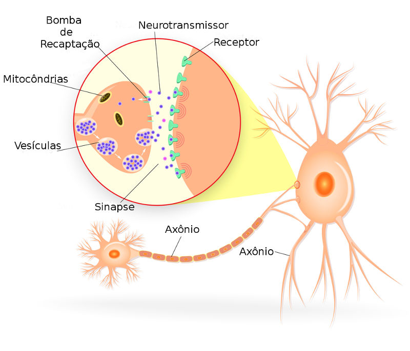 Observe a sinapse entre as terminações de um axônio e o corpo celular de um neurônio