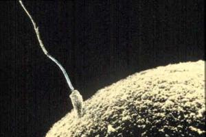 O encontro entre espermatozoide e ovócito
