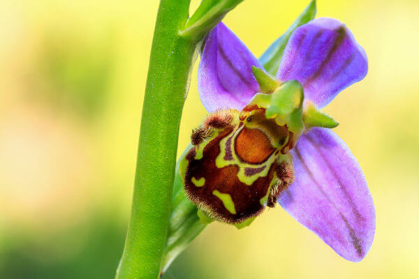 A orquídea do gênero Ophrys apresenta um formato semelhante ao da fêmea de uma abelha e libera substâncias que atraem o macho.