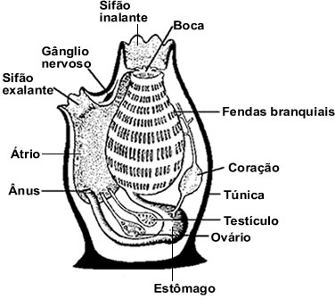 Os adultos dos urocordados vivem presos a rochas ou outros substratos