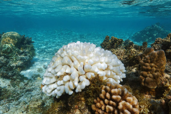 Os corais apresentam uma relação mutualística com as zooxantelas, e a perda dessas algas pode desencadear o branqueamento.