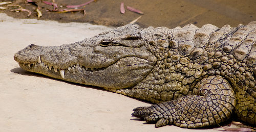 Os crocodilos possuem o focinho afilado e alongado