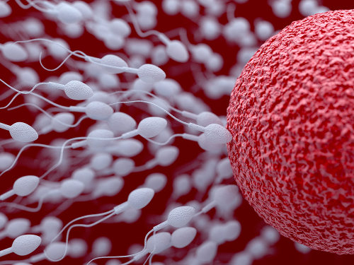 Os espermatozoides e o ovócito são exemplos de células haploides