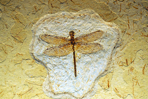 Os fósseis são restos ou vestígios de seres vivos que ficaram preservados