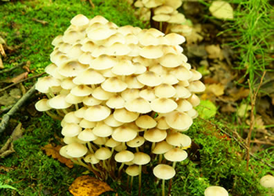 Os fungos se reproduzem de forma sexuada e assexuada