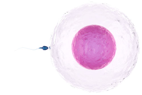 Meiose: o que é, resumo, fases, importância - Mundo Educação