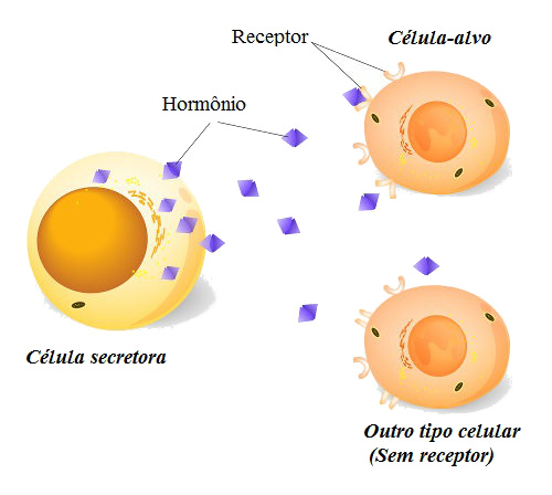 Os hormônios atuam apenas em tecidos-alvo