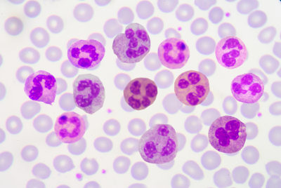 Os leucócitos são importantes células do sangue relacionadas com a defesa