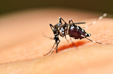Os mosquitos do gênero Aedes estão relacionados com várias doenças, como a Febre Zika