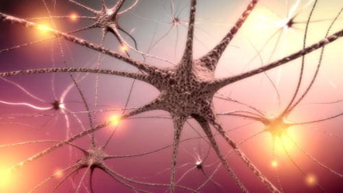 Os neurônios são as células que permitem a passagem do impulso nervoso.