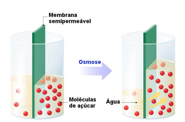 A osmose é um processo em que se observa a movimentação do solvente.