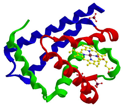 Representação de uma proteína de ação estrutural