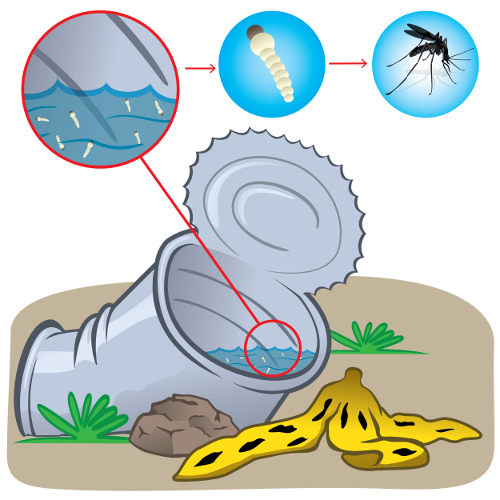 Reservatórios com água parada podem tornar-se criadouros para o mosquito da dengue