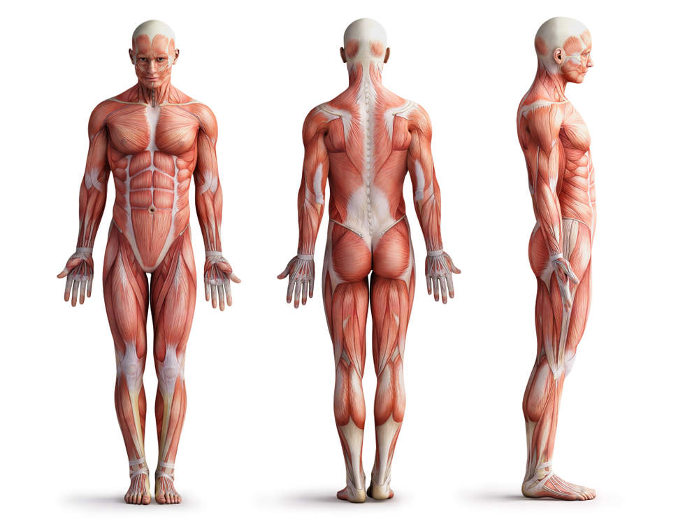 O sistema muscular inclui todos os músculos do nosso corpo.